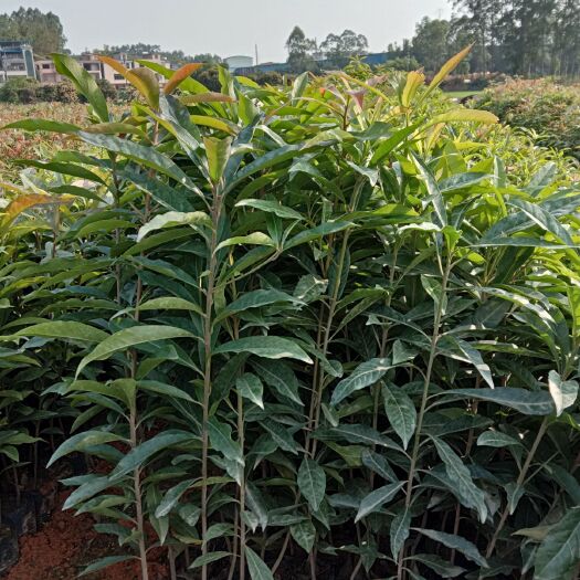 广州木荷苗 木荷