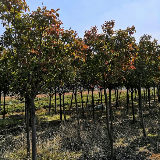 青岛椤木石楠  占地急售7--8公分左右石楠树，有需要的联系我。
