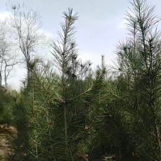 西安 西安白皮松批发，1.2-1.8米自家占地苗，紧急处理价格低