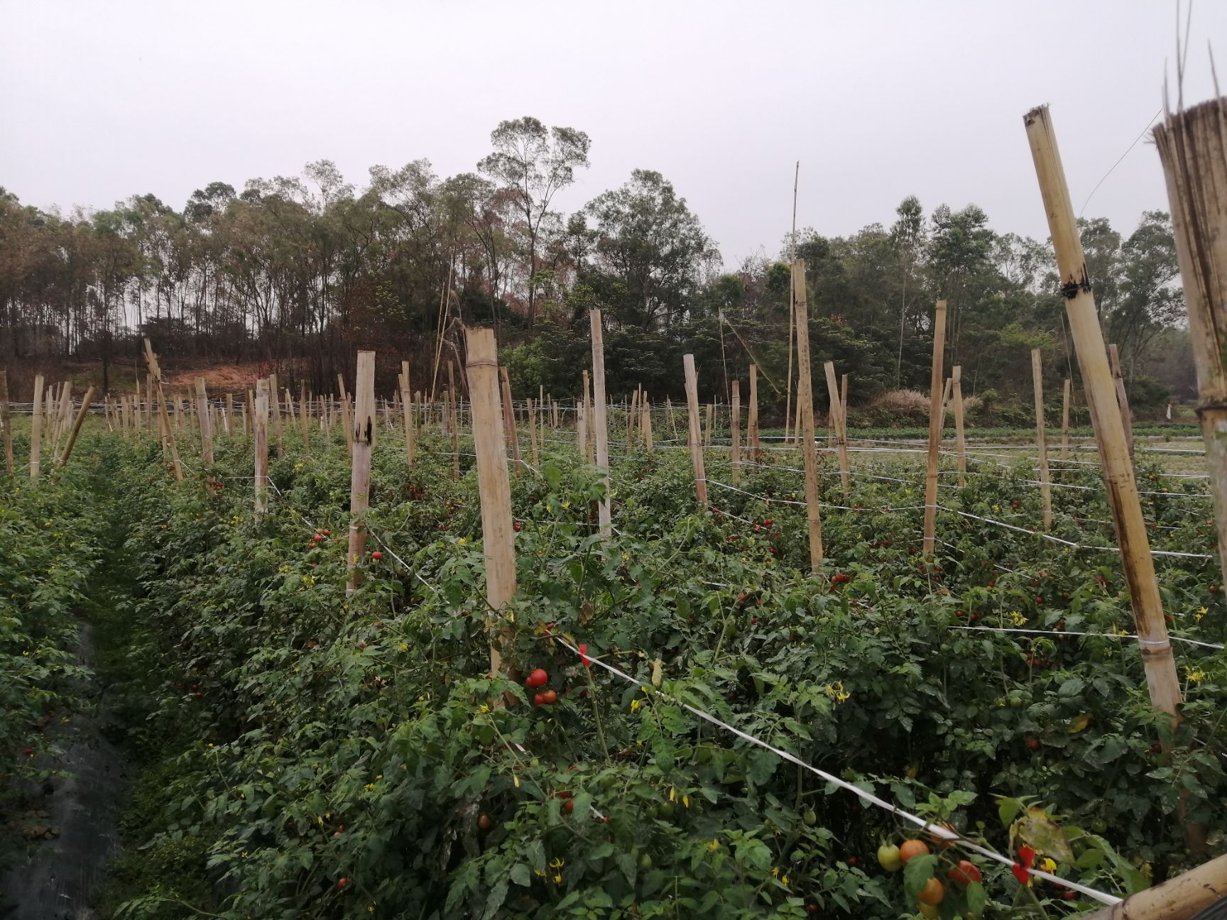樱桃小番茄 【五斤起】圣女小番茄美味可口