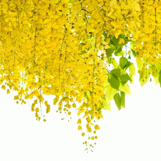 洛阳 大量供应优质菜，槐花，苦芽，龙柏芽等菜1503793707