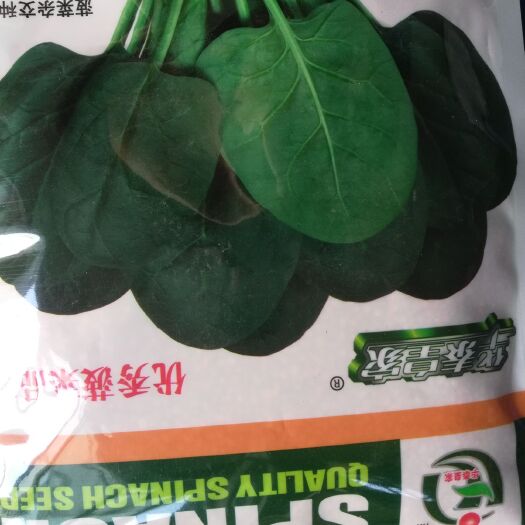 泰安 菠菜种子