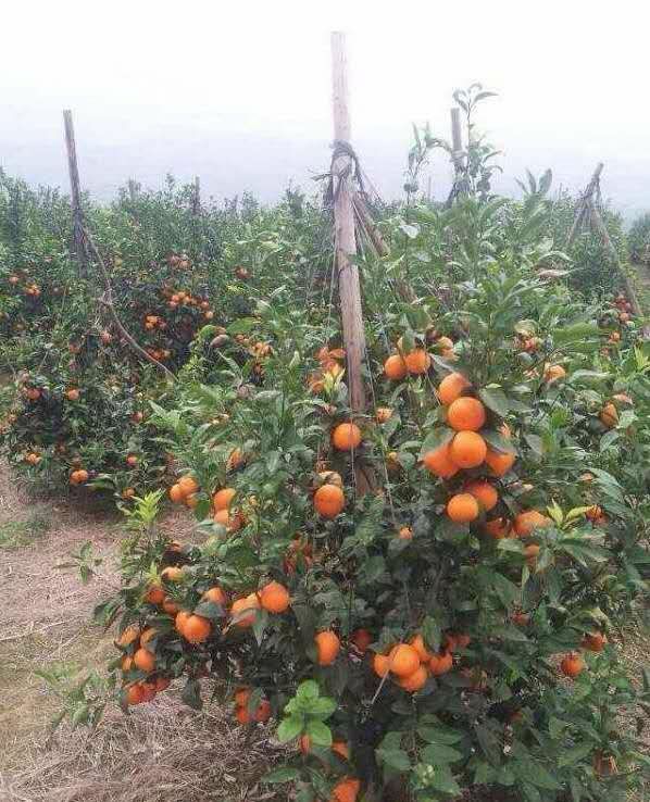 091无核沃柑苗 无核沃柑果苗