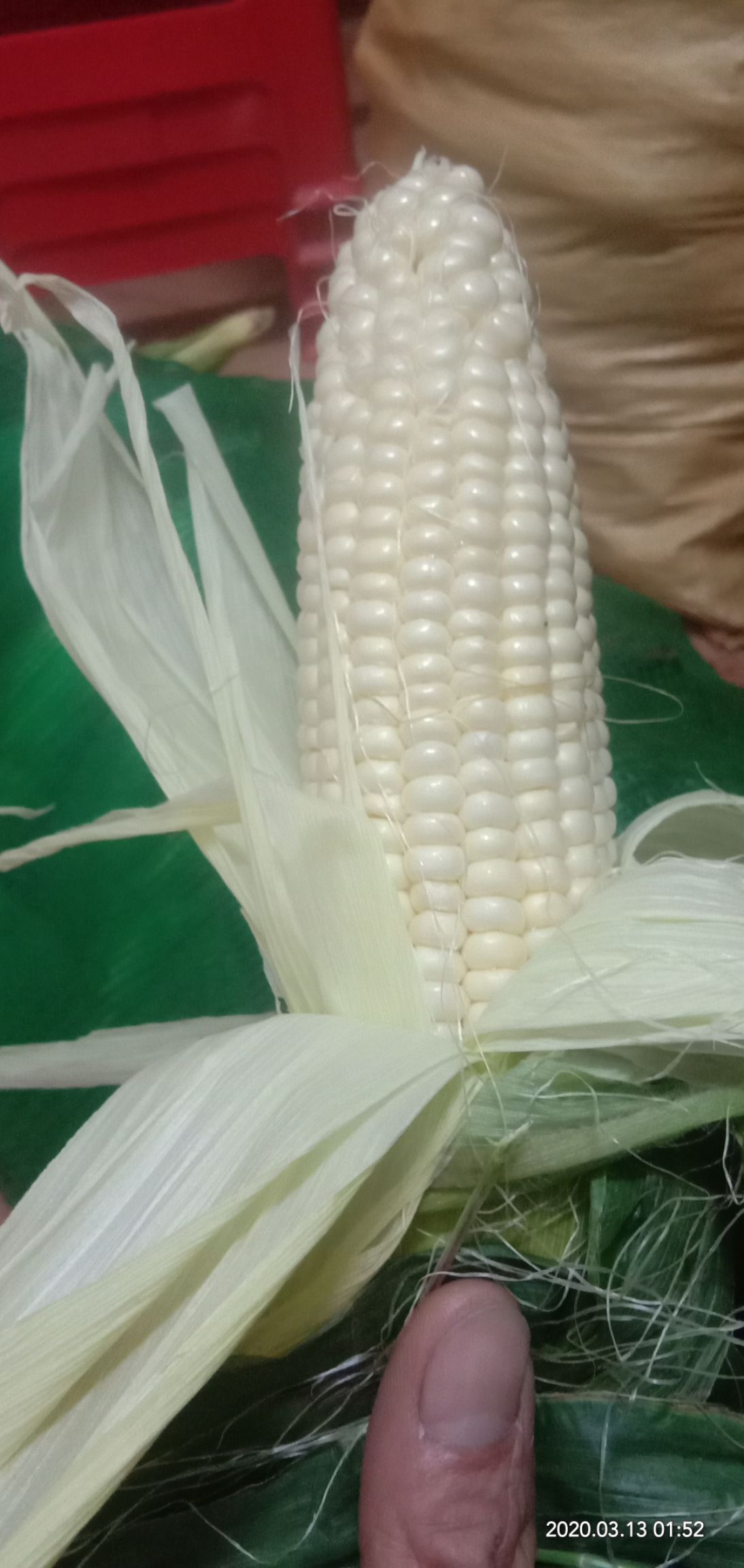 揭阳新中玉801玉米种子 批发零售新鲜本地玉米，品种多样