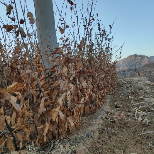 泰安 板栗苗树果树苗板栗树苗泰山板栗南方北方种植