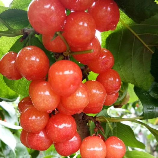 简阳市巨红樱桃苗  樱桃苗