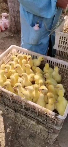 嘉祥县泰州白鹅鹅苗