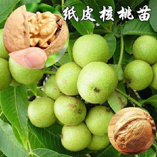 平邑县 核桃苗嫁接果树苗薄皮纸皮核桃树苗8518南方北方种植当年结果