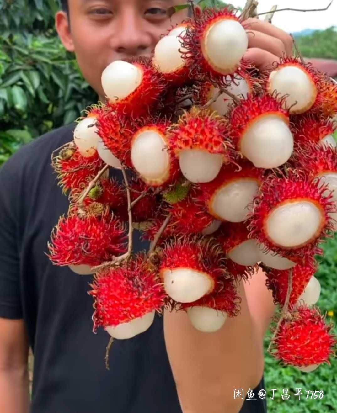 灵山县红毛丹树苗新品种泰国红毛荔枝苗红毛荔枝树苗基地批发当年结果