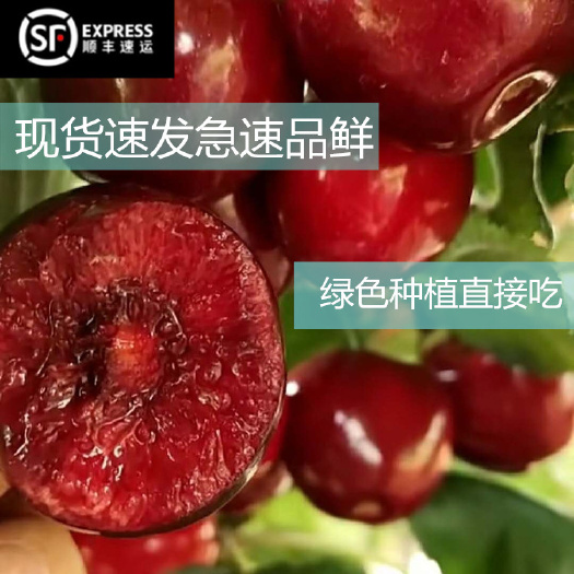 郑州 现摘现货最美大樱桃新鲜孕妇小孩顺丰包邮2斤装