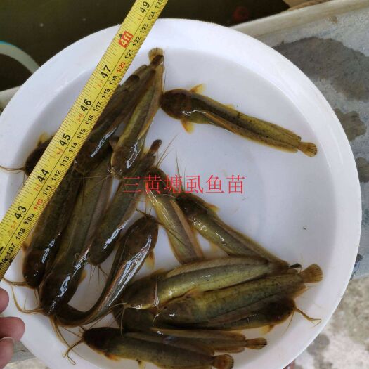 广州 三黄塘虱鱼苗批发  塘角鱼苗