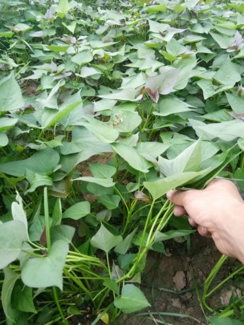 西瓜红红薯苗  哪里卖的脱毒红薯苗最好高淀粉高产量厂家批发价