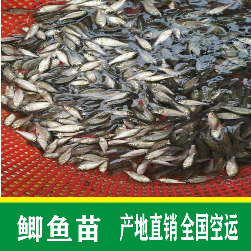 鯽魚苗  批發(fā)+中科5號(hào)批發(fā)+鯽魚水花