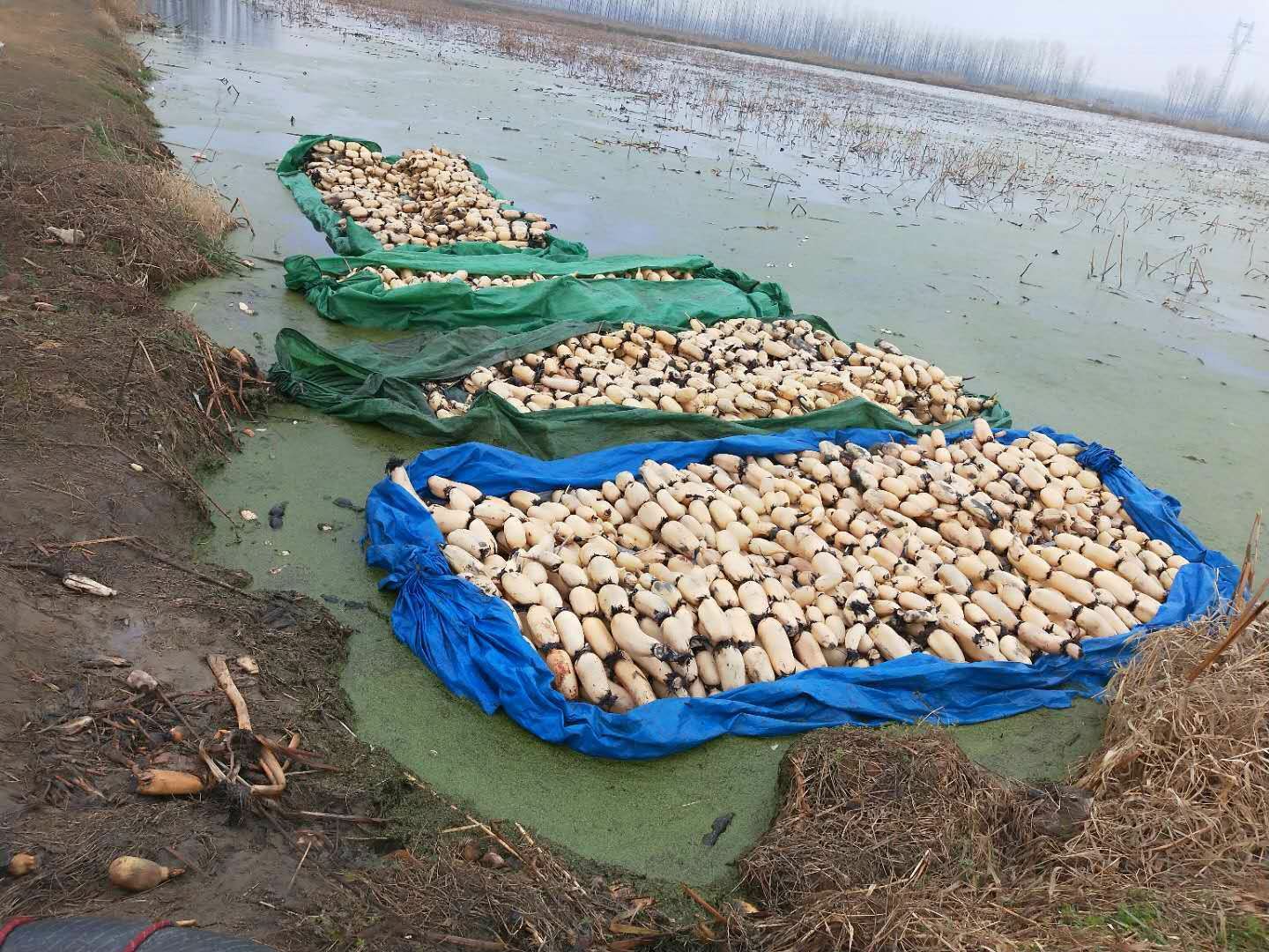 白莲藕  山东临沂优质莲藕种植基地/鄂莲3735号莲藕/按需分拣