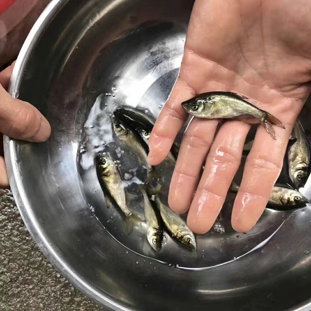 大头鱼鱼苗  花鲢鱼苗  鳙鱼苗 大量供应