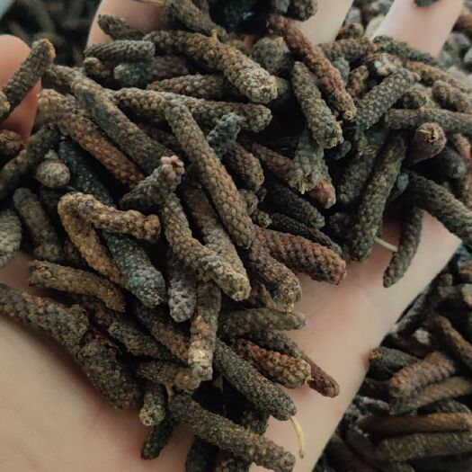 郑州荜茇  毕卜