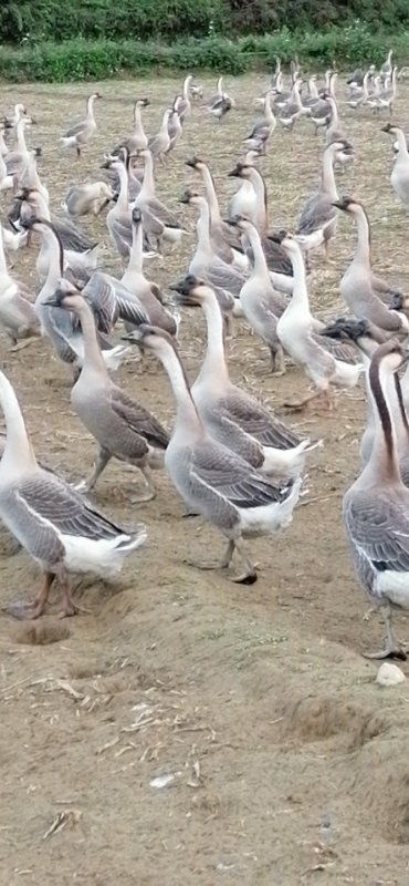 吴川市 95天超靓阳江鹅