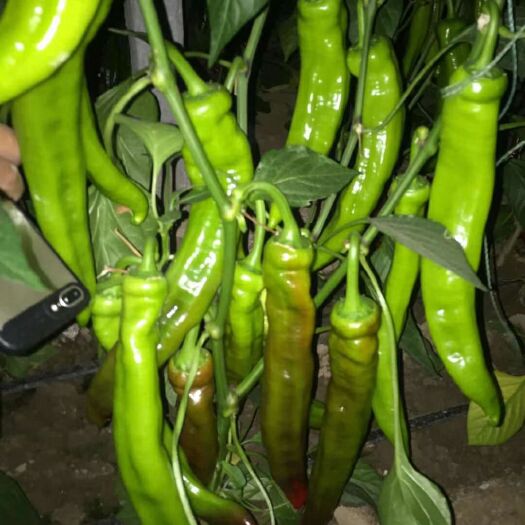 寿光市尖椒苗 10～14片真叶