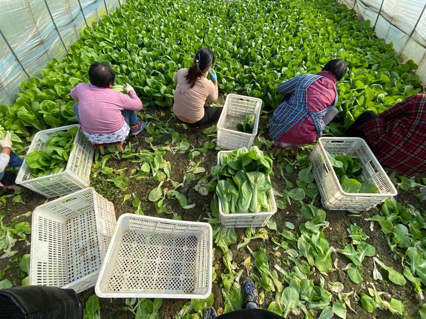 专业种植蔬菜基地 大量供应精品小青菜小白菜茼蒿