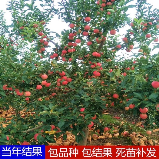 平邑县 红富士苹果苗