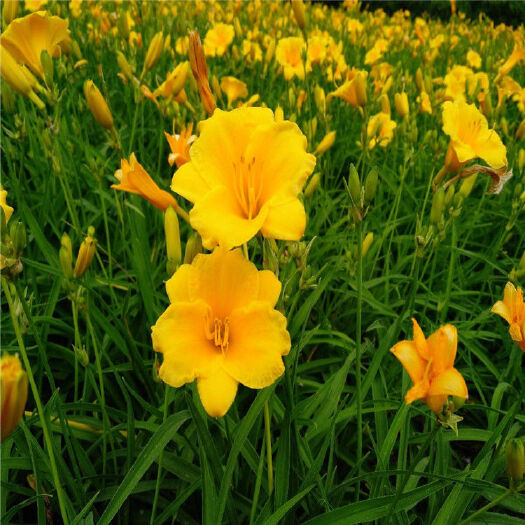 周至县 西安周边 金娃娃萱草 大花萱草 200万苗出售