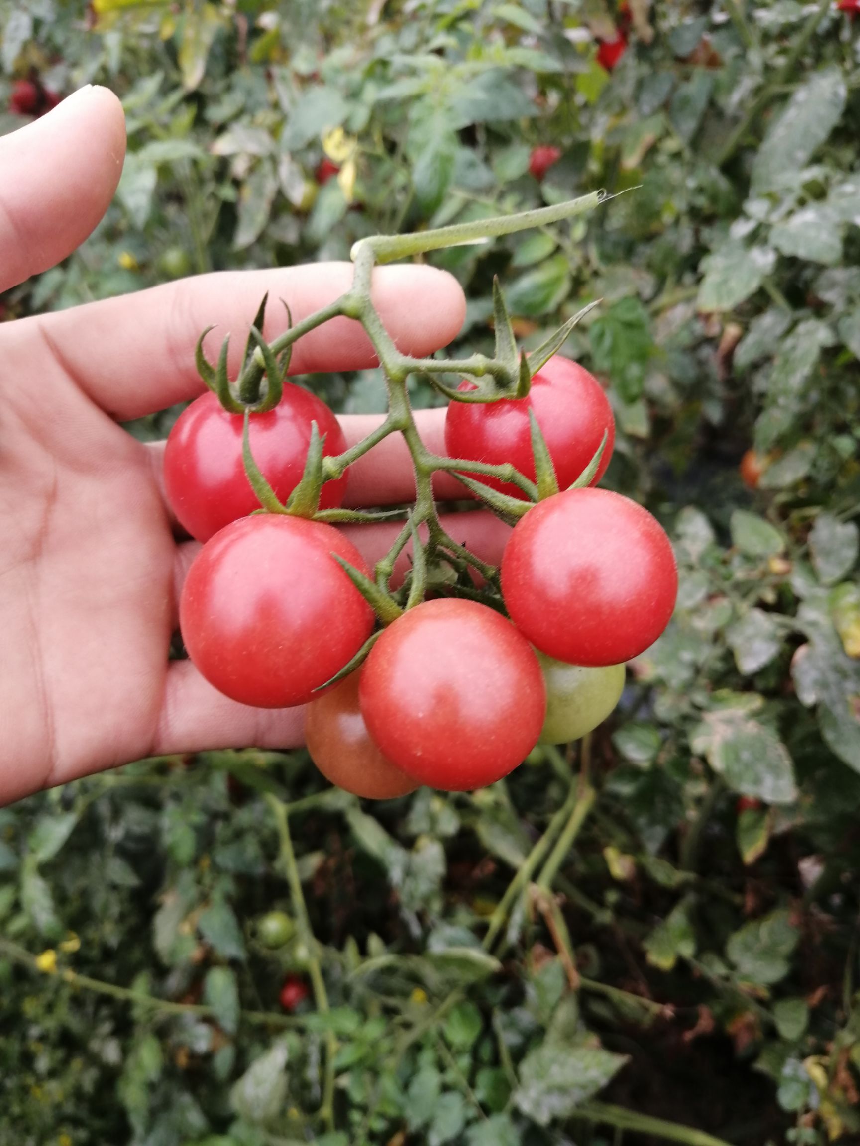 樱桃小番茄 【五斤起】圣女小番茄美味可口