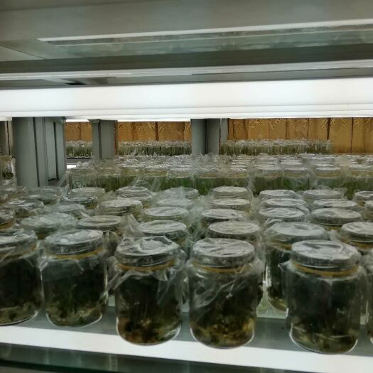 重庆市矮丰草莓苗 10~20公分 地栽苗