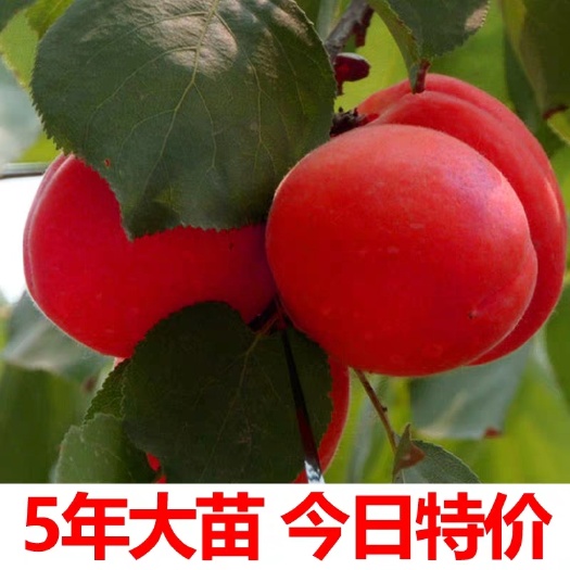平邑县 品种杏树苗