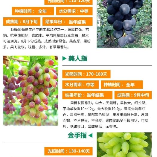 平邑县蓝宝石葡萄苗 品种葡萄树苗