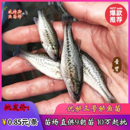 佛山 加州鲈鱼苗‖鲈鱼水花苗‖加州鲈鱼孵化场‖淡水鲈鱼苗