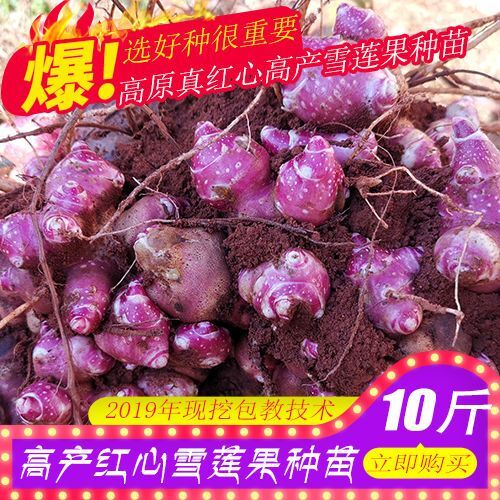 邵东市雪莲果种球 云南天山雪莲果种子红心雪莲果种孑黄心种球种籽红心雪莲果苗5-