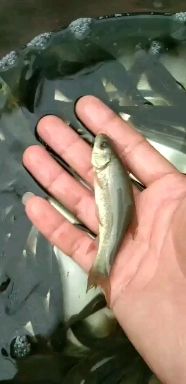 良种水产 丁桂鱼苗批发 丁桂鱼苗公司