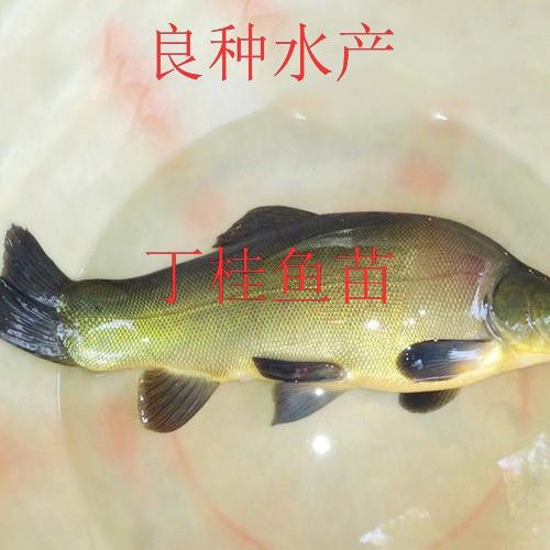 良种水产 丁桂鱼苗批发 丁桂鱼苗公司