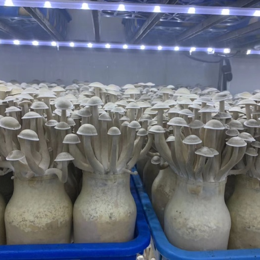 上海 优质鹿茸菇干品 纯正品质 厂家直销 全国供应