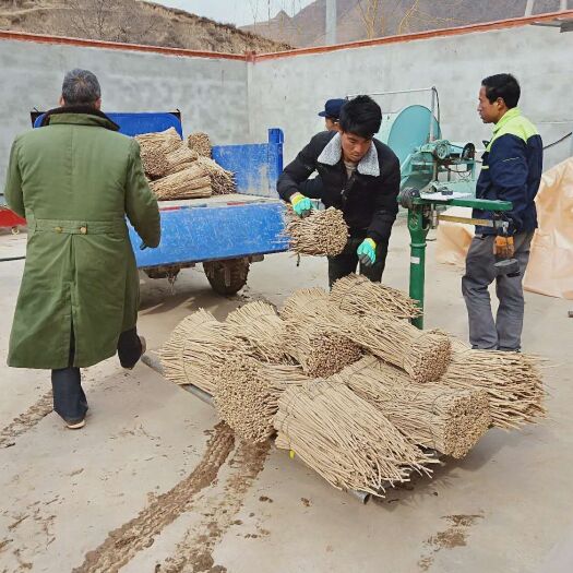 岷县岷当归 药农人，种药世家，