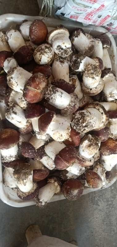 临沂赤松茸 量大还便宜现在