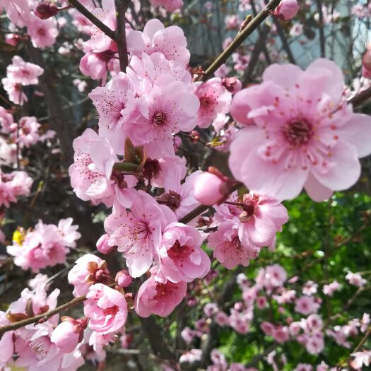 荥阳市 挂花桃树苗