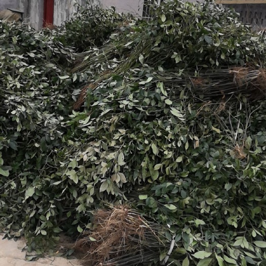 重庆市 草珊瑚