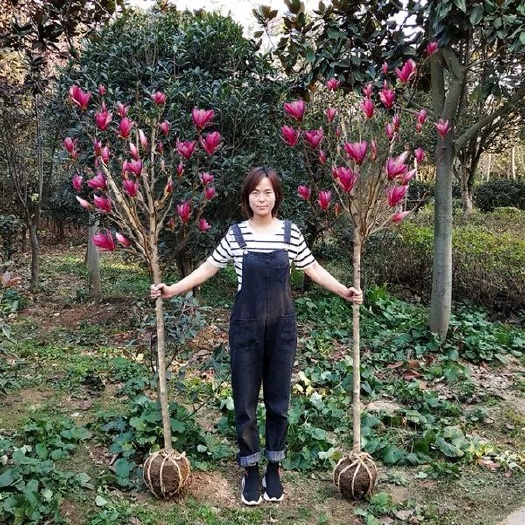 宿迁玉兰娇红1号黃玉兰紫玉兰广玉兰嫁接苗包颜色包品种