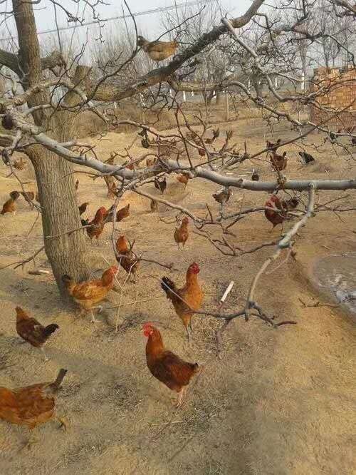 邳州市 绿色天然鸡蛋，让你更健康。
绿色无公害鸡蛋，自然更健康。绿色