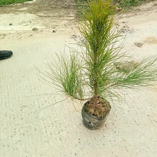 油松  50厘米到70厘米60万裸