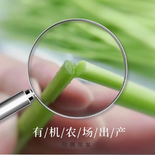 沭阳县篱蒿芦蒿去根去叶当季芦蒿新鲜黎蒿有机蔬菜野菜藜蒿鲜嫩泥蒿蓠蒿