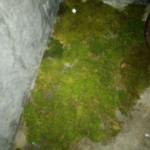 贞丰县水苔苔藓 大量出售水苔藓有买家请联系