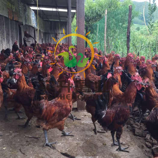 南宁 血毛土鸡苗