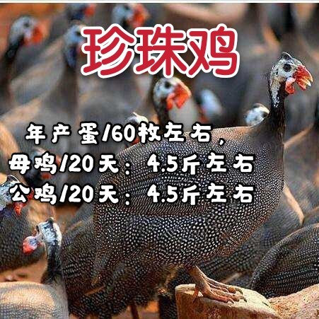 南宁珍珠鸡苗，营养价值高，疫苗齐全，包运输成活