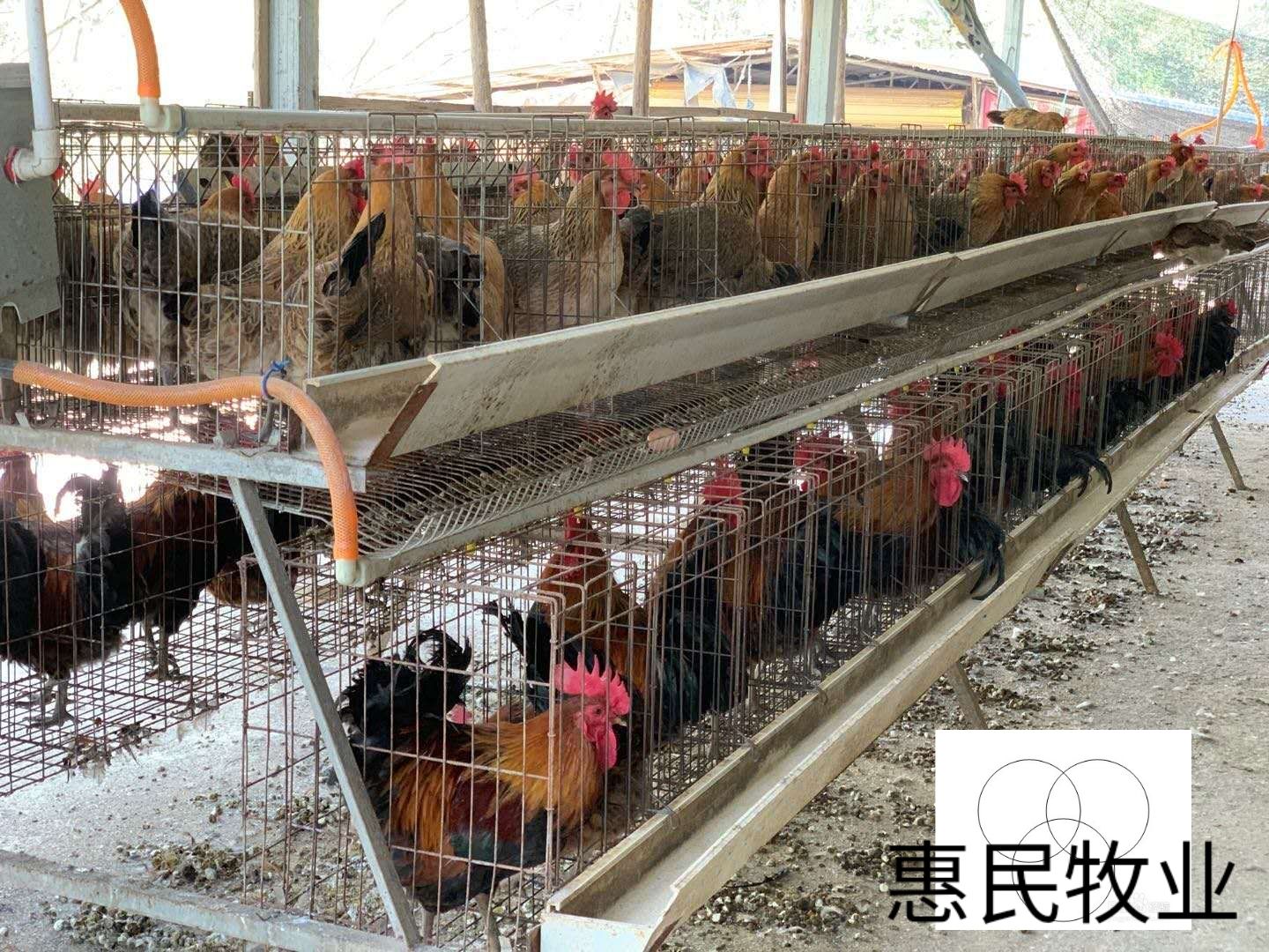 （热销好货）改良黑瑶/青脚土鸡苗 孵化厂直销全国发货