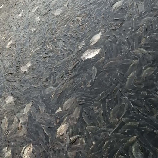 先生鱼干