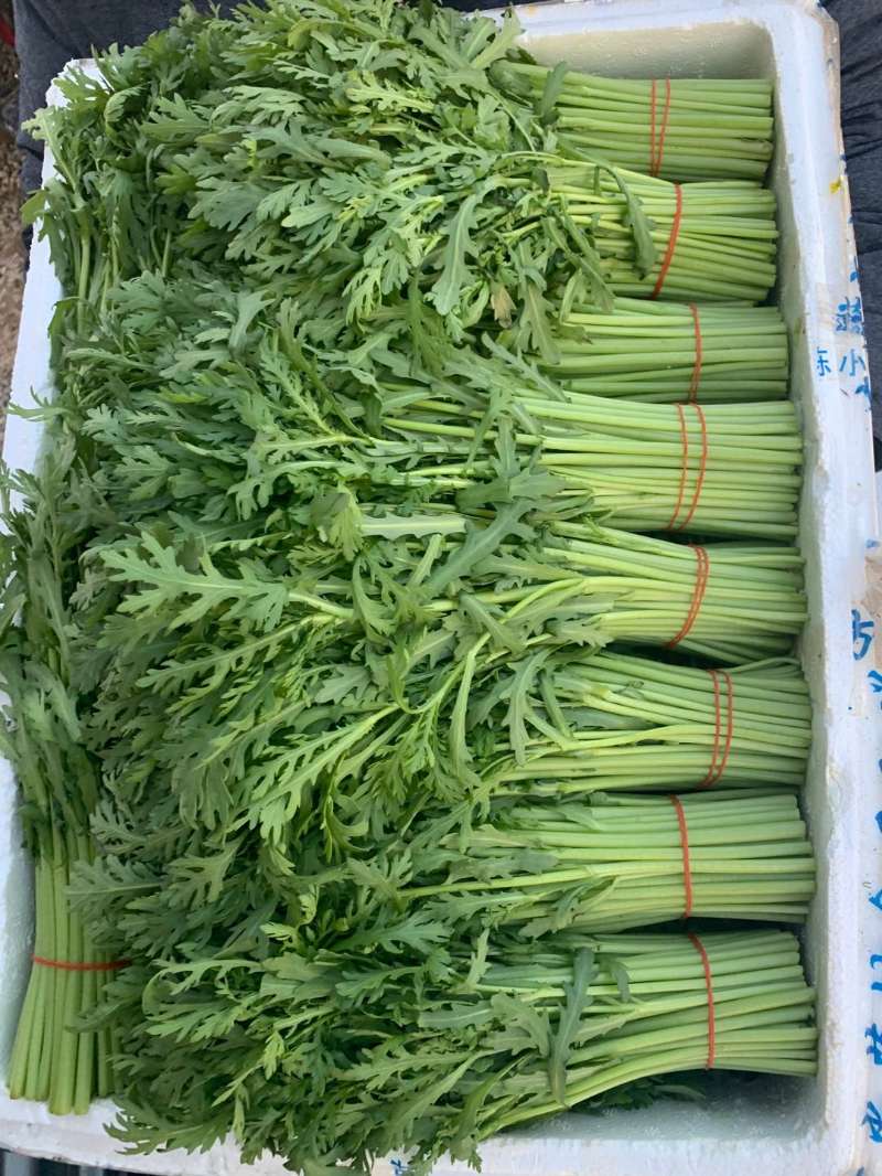 光杆茼蒿 25~30cm