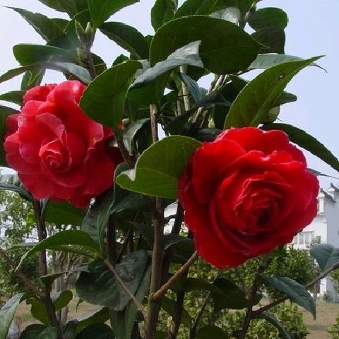 平邑县 茶花盆栽五色赤丹四季茶花树苗金花茶盆栽四季开