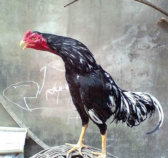  斗鸡活体越南鬼子斗鸡中原斗鸡缅甸盖沙斗鸡苗活体